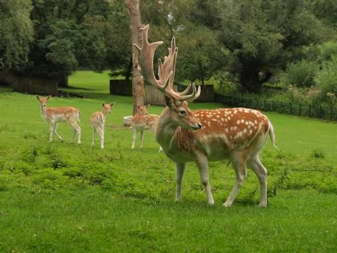 Deer at the deer camp Stock Photos