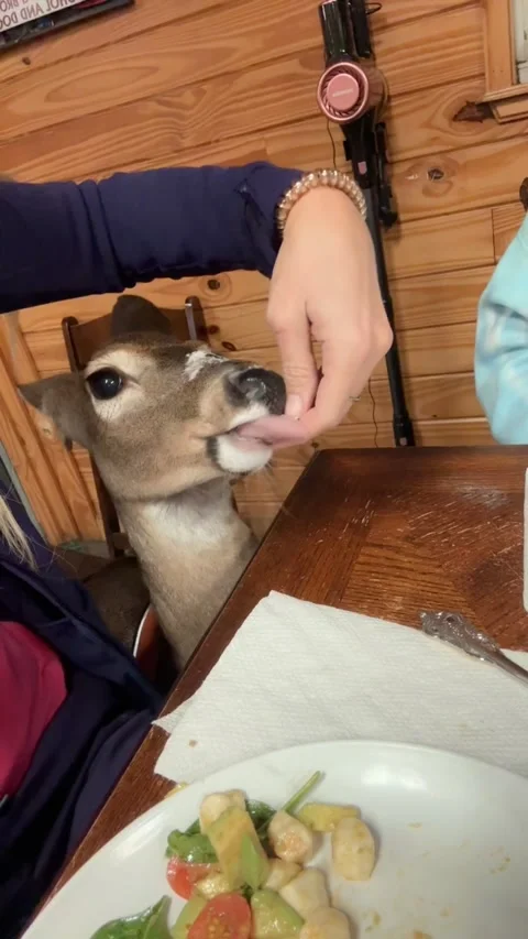 Deer Demands a Bite of Dinner, Jacksonville, Florida, USA - 11 Dec 2025 Video stock 323766801
