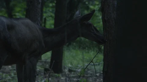 Deer in a Dense Forest Stock Footage 93243018