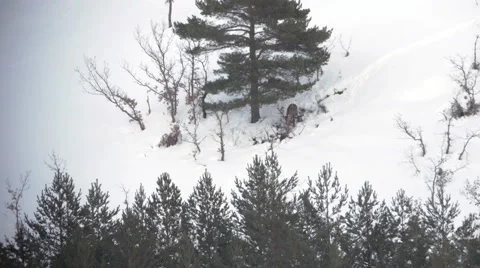 Deer descending a mountain in winter Video stock 47932080