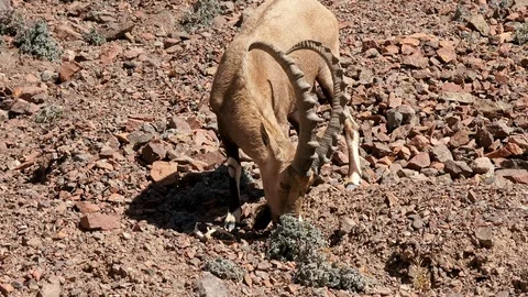 Deer in the desert Stock Footage 106114531