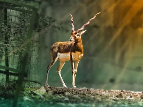 Deer Desktop Background every Device Stock Photos