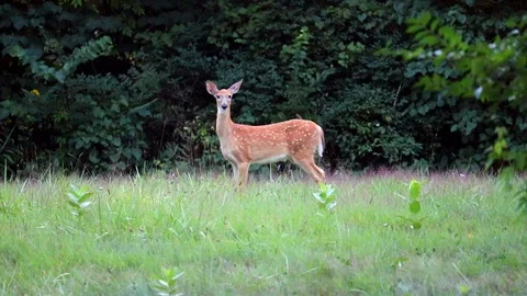 Deer of Detroit Video stock 99423283