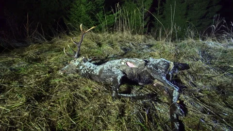 Deer died naturally at night in the forest. Animal death in the wild. Stock Footage 324580375