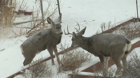 Deer Dinner Date Stock Footage 54737768