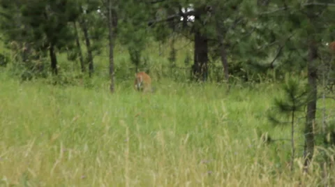 Deer disappears in the forest Stock Footage 40795470