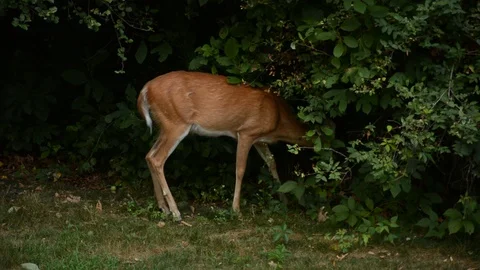 Deer Disappears Into Weeds 库存影片 93042645