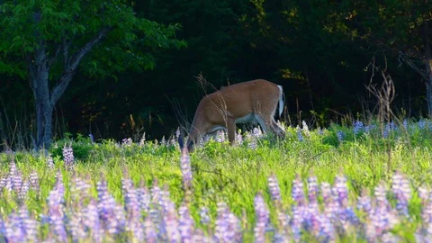Deer in the distance Stock Footage 128147262