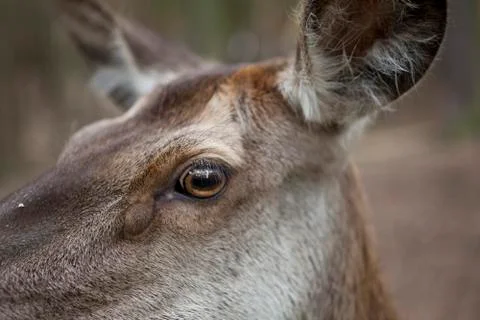 Deer doe closeup 写真素材