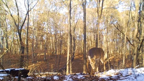 Deer doe forest closeup view from ground walks in front of camera Stock Footage 120577114