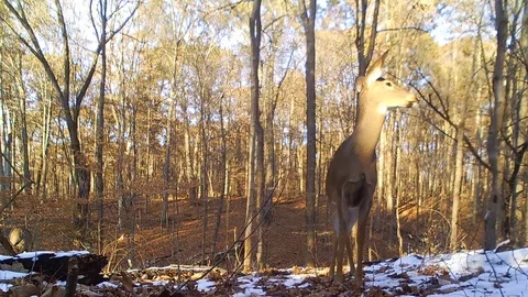 Deer doe forest closeup view from ground level smelling the air Stock Footage 120577286