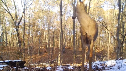 Deer doe forest closeup view from ground level smelling around Stock Footage 120577295