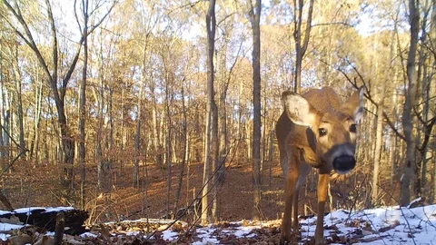 Deer doe forest closeup view from ground level smelling gorund Stock Footage 120577296