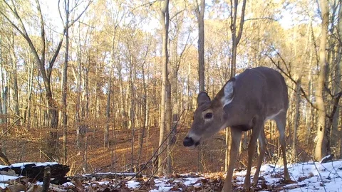 Deer doe forest closeup view from ground level winter walks away Stock Footage 120577349