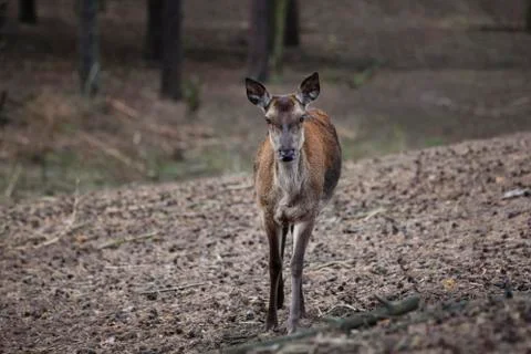Deer doe in the forest Stock Photos