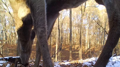 Deer doe forest very close view from ground eating Stock Footage 120577119