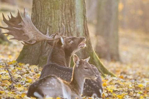 Deer with doe Stock Photos