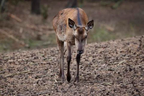 Deer doe Fotos de archivo