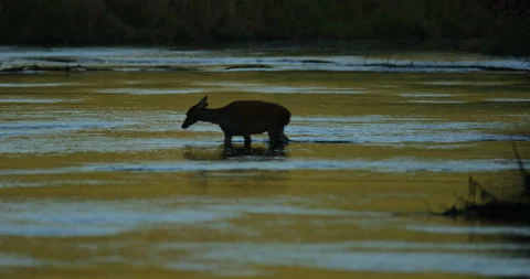 Deer doe in the river water, Sumava NP, Czech Republic in Europe. Animals cross  Stock Footage 164716230