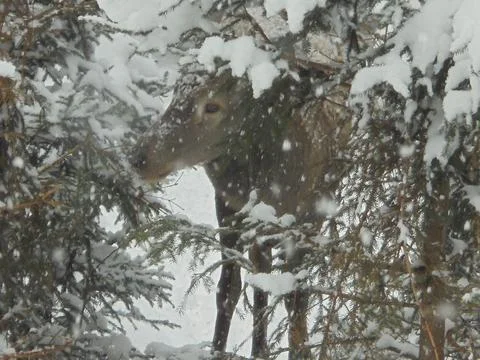 A deer doe standing under snow-covered spruce trees Stock Photos