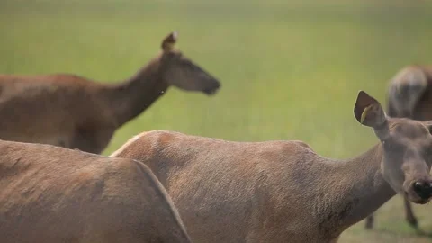 DEER DRINK WATER 2 Stock Footage 158125908