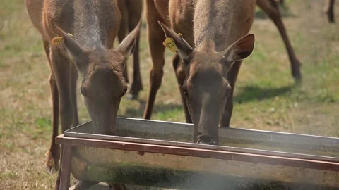 DEER DRINK WATER Stock Footage 158125953