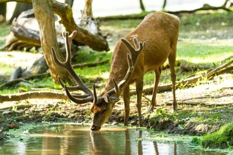 Deer drinking in the forest Stock Photos