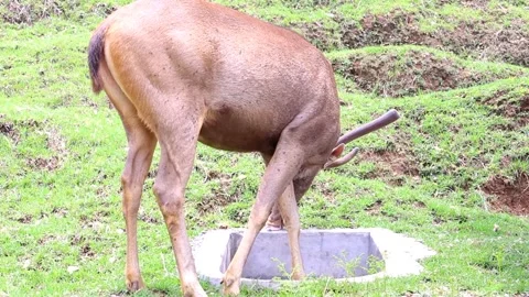 Deer Drinking from Ground Feeder 库存影片 337688603