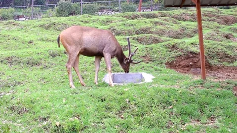 Deer Drinking from Ground Feeder 库存影片 337688631