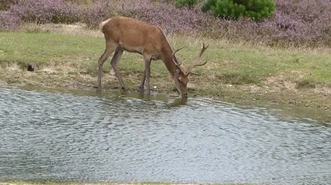 Deer Drinking from a River Stock Footage 66432973