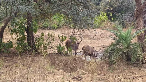 Deer drinking from stream Stock Footage 297755512