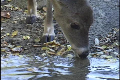 Deer Drinking Water 库存影片 297378
