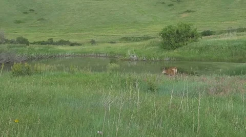 Deer Drinking Water Stock Footage 51706065