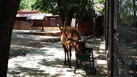 Deer drinking water Видео 157731660