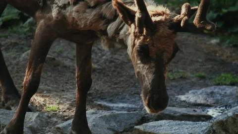 Deer drinking water from a stream. Nordic wildlife in Summer. Scandinavia. Vidéo 98452724