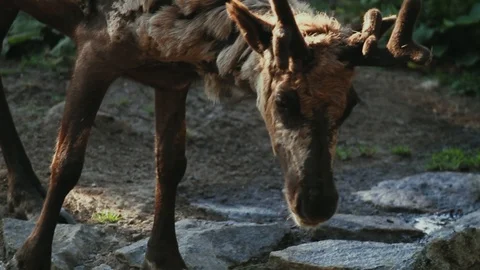 Deer drinking water from a stream in Scandinavia, the North of Europe. Vidéo 103495419