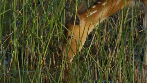 Deer drinking water in sundarbans Stockbeeldmateriaal 238017959
