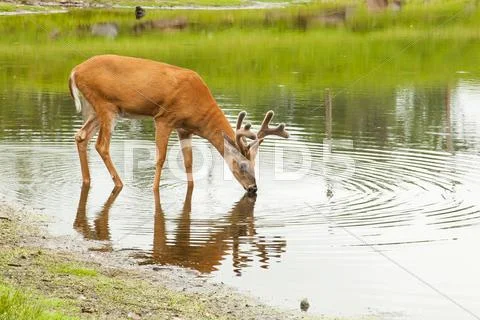 Deer drinks from lake Stock Photos