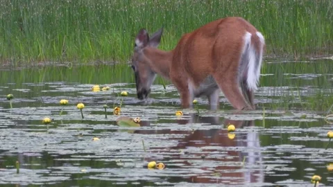 Deer Drinks from Mirror-Still Water Among Spring Lilies Tight Frame Stock Footage 325635001