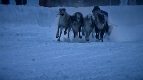 Deer driven man in the snow Stock Footage 99418984
