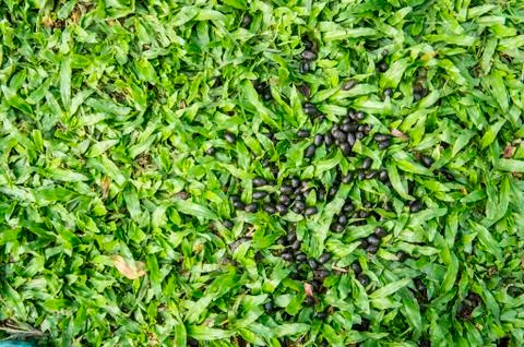 Deer drop Stock-Fotos