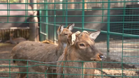 Deer with dropped horns standing behind a fence in an enclosure, with other deer Stock Footage 306058252