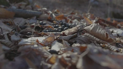 Deer Droppings Deep in the Woods Vídeo Stock 235223314