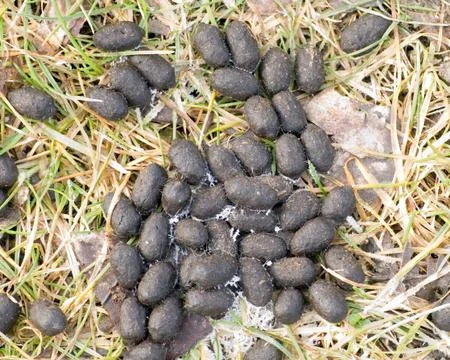 Deer droppings Stock Photos