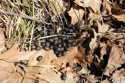 Deer Droppings Stock Photos