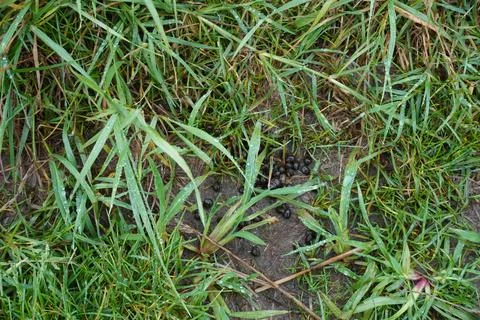 Deer droppings Foto stock