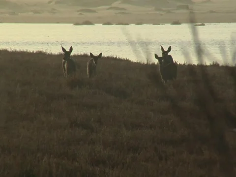 Deer at dusk Video stock 707349