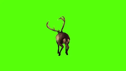 Deer Dying Green Screen Animation 4K Rendering Stock-Footage 295212887