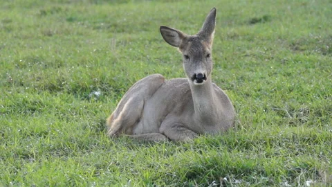 Deer in early spring. Stock-Footage 107852345