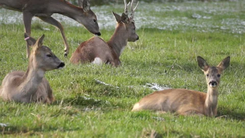 Deer in early spring. Video stock 107852390